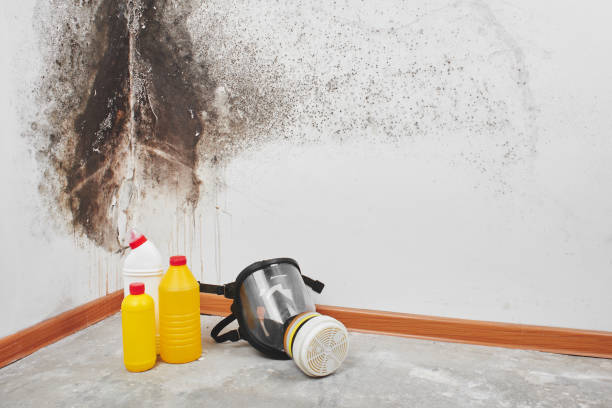 Best Office Mold Removal Services  in Prineville, OR