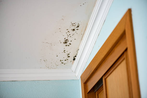 Best Toxic Mold Removal  in Prineville, OR