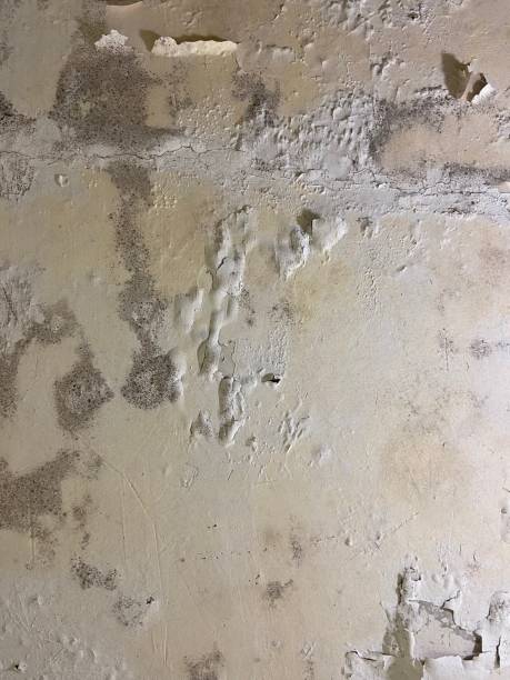 Best Commercial Mold Removal  in Prineville, OR