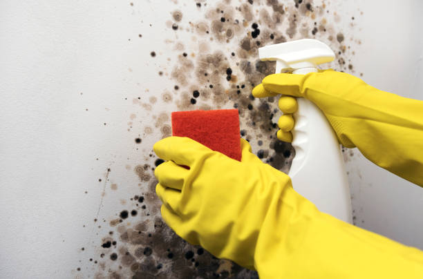 Best Home Mold Removal  in Prineville, OR