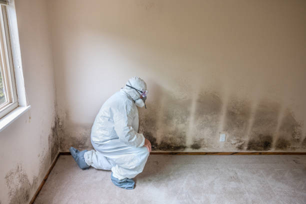 Home Mold Removal in Prineville, OR