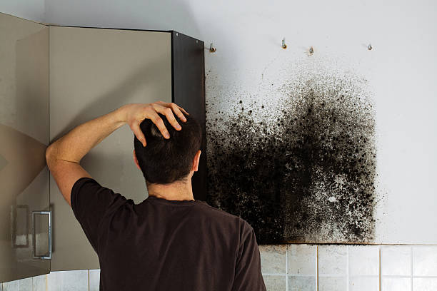 Best Residential Mold Removal  in Prineville, OR