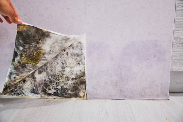 Best Mold Testing  in Prineville, OR